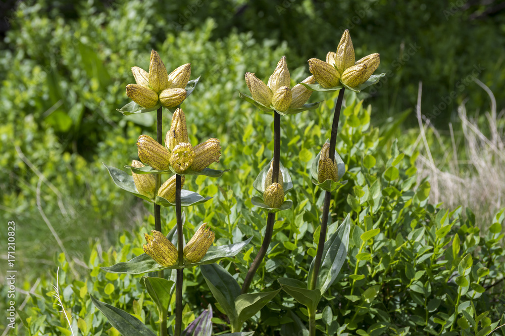 Fototapeta premium Gentiana punctata, the spotted gentian in bloom