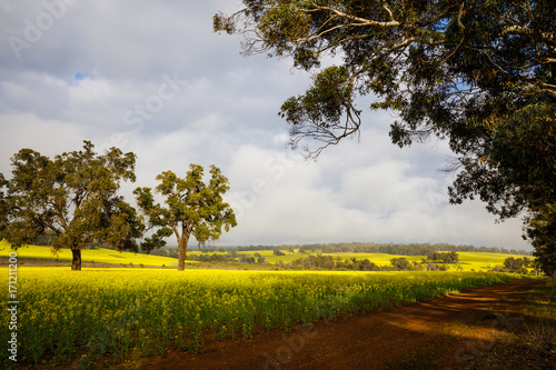 Canola Fields in Toodyay Western Australia