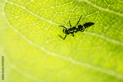 Ladybug Larva