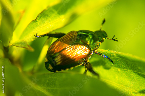 Japanese Beetle