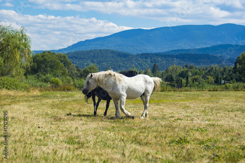 Black and white horses