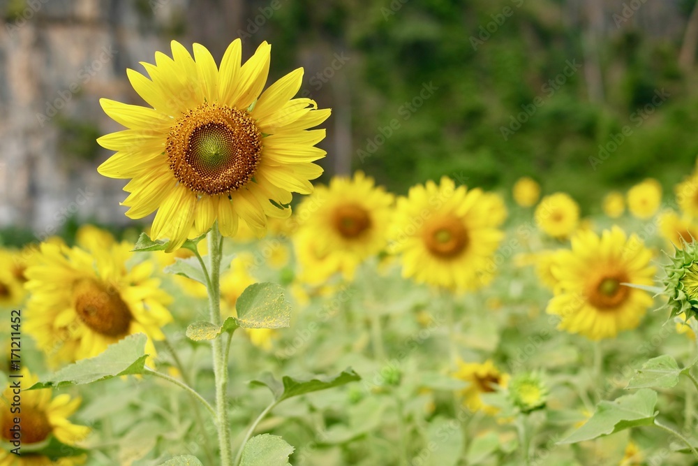 Sunflowers field with a nice mountain backdrop.