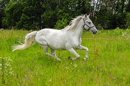 graceful white horse in a field