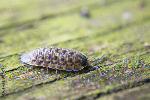 Wood lice