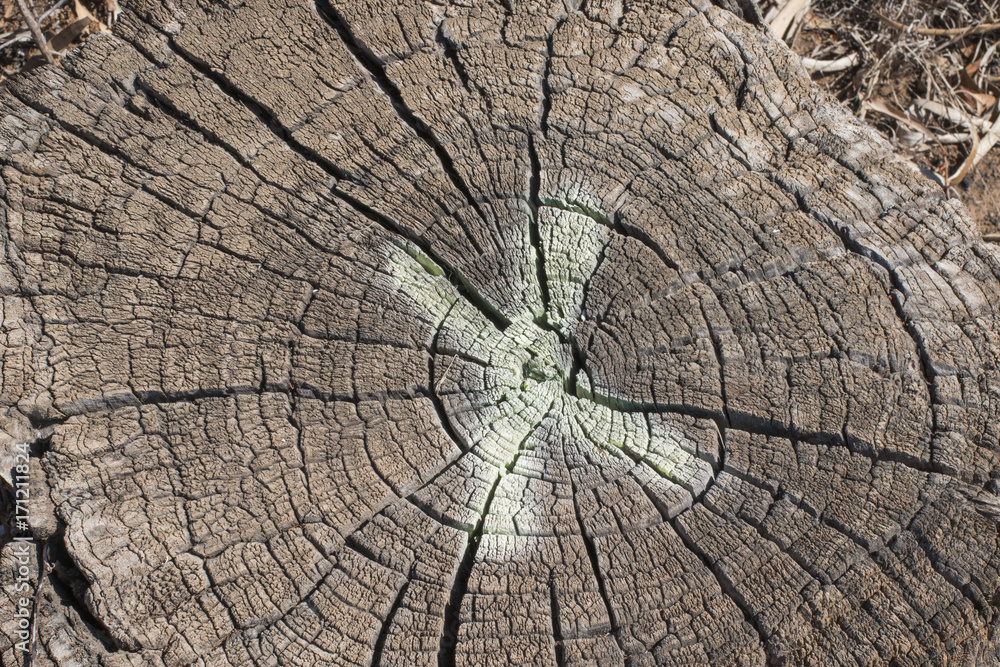 Fototapeta premium Trunk cut with a X.