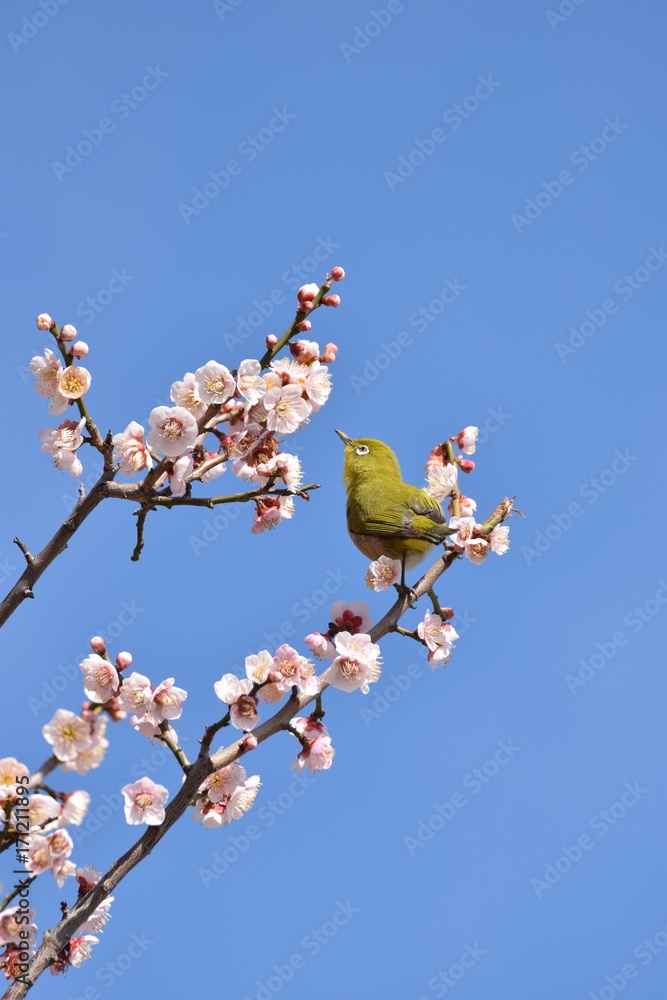 メジロと梅の花