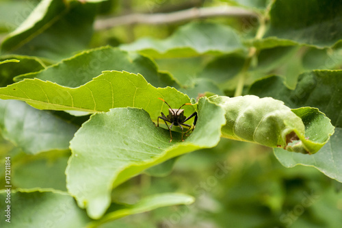 bug leaf