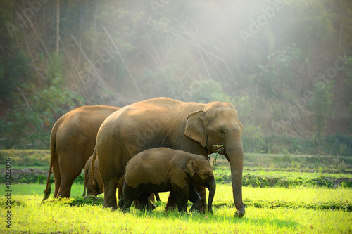 Photography Baby elephant walking close to mother in jungle showing strong family bond wildlife beauty innocence love and harmony in nature, inspiring animal lovers and eco friendly travel experiences