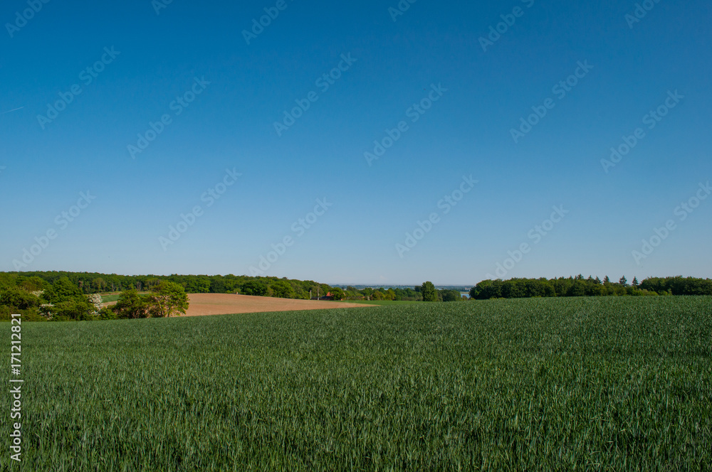 green field in Danish landscape