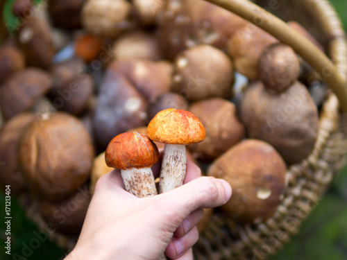 orange-cap boletus to hold in your hand and the other mushrooms in the basket in the background. ceps and boletus