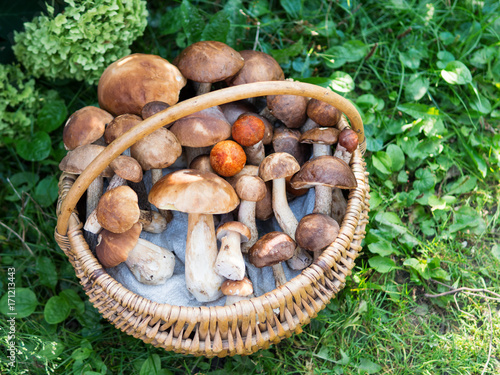 basket with various mushrooms. white mushrooms, boletus and aspen