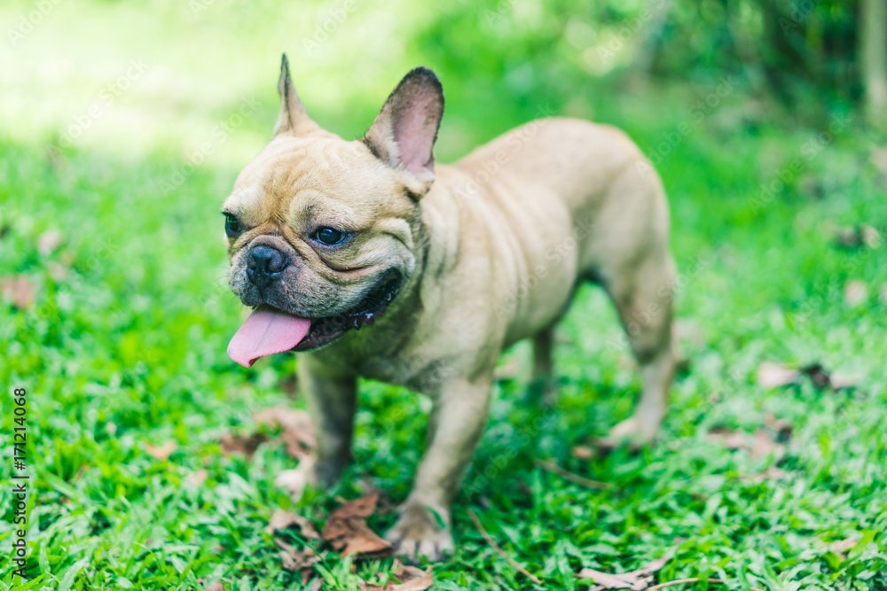 are french bulldogs funny and friendly