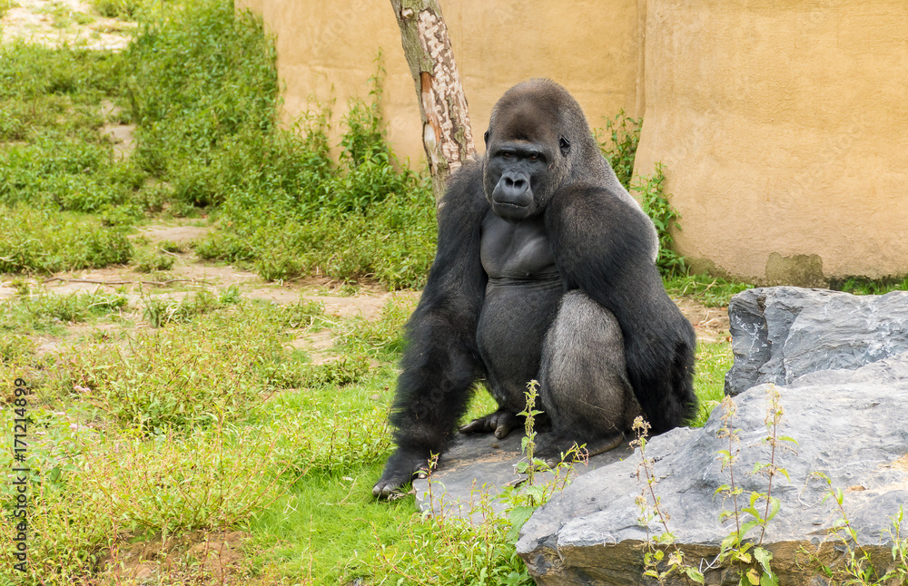 Large male adult Gorilla sitting on a rock surrounded by green grass and looking with his little, vivid eyes.