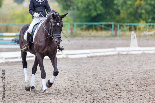 Raven horse with rider girl walking on dressage competition. Image with copy space