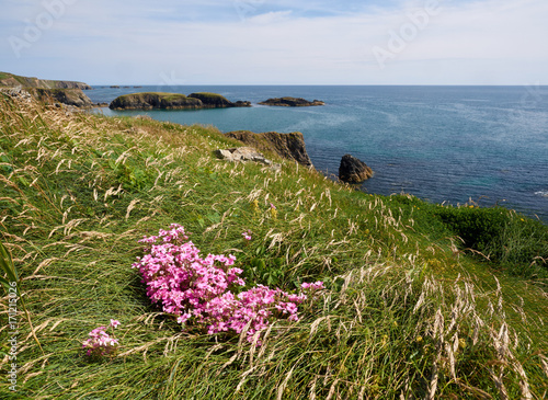 Flowers at the coast, Annestown, Ireland