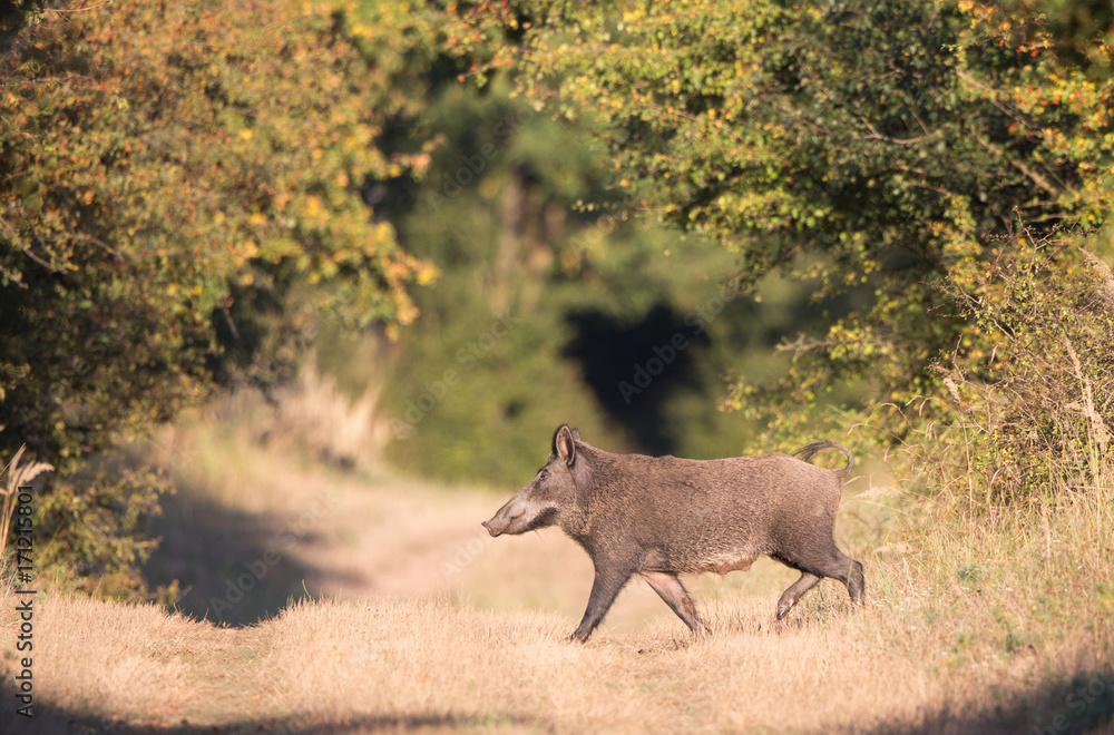 Wild boar in forest Wild boar in forest