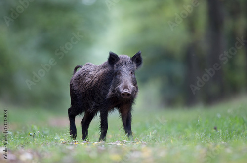 Wild boar in forest © Budimir Jevtic