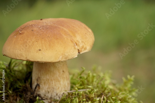 White mushroom grows in moss