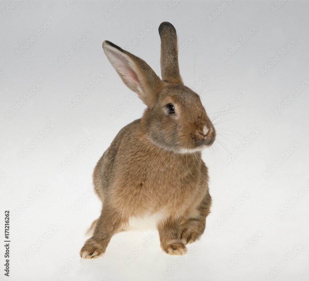 Obraz premium Hase auf neutralem Untergrund als Freisteller