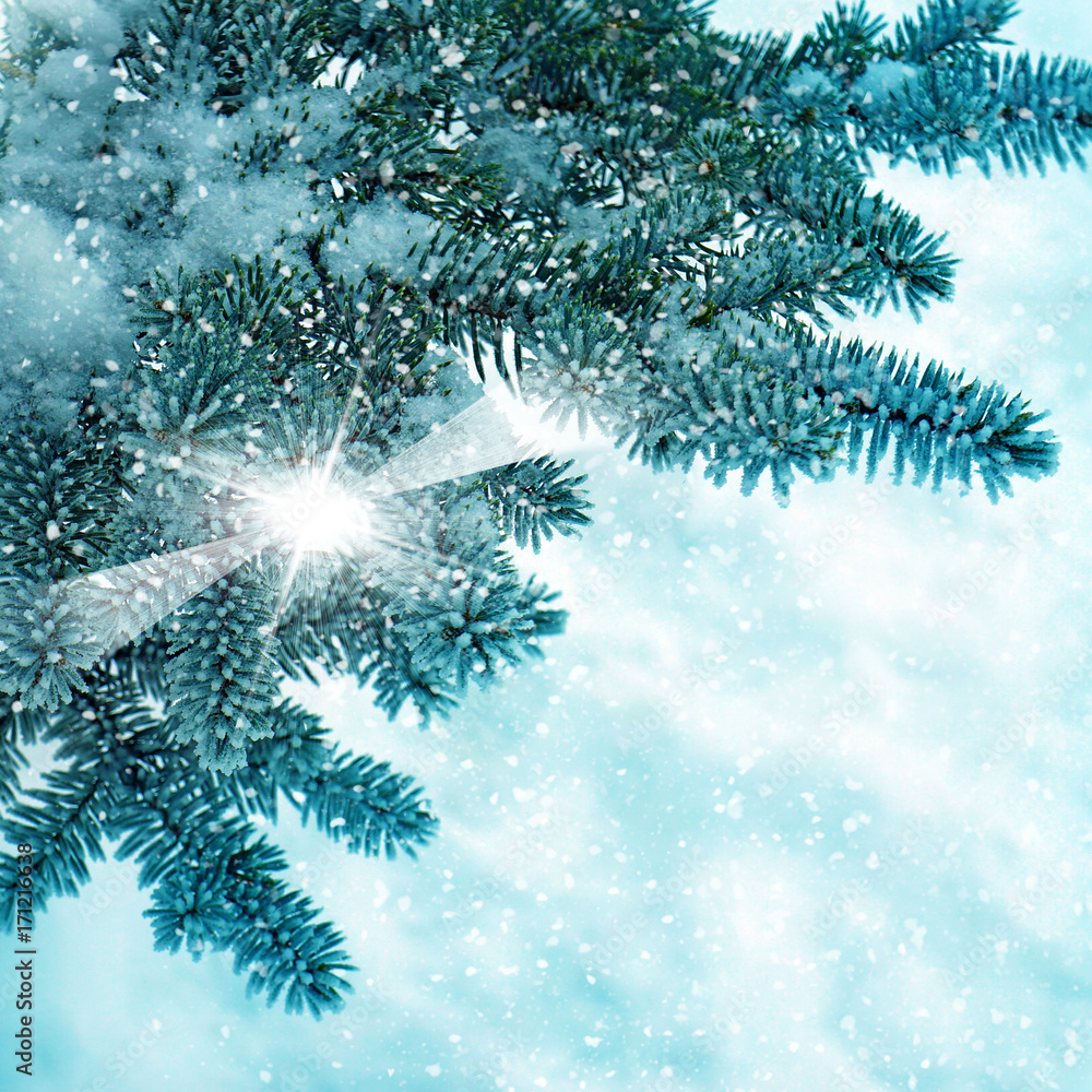 Winter nature, trees in snow frost Winter nature, trees in snow frost