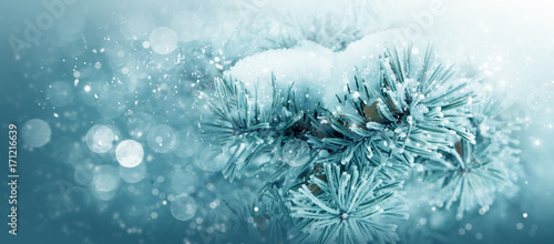 Winter nature, trees in snow frost, banner © elen_studio