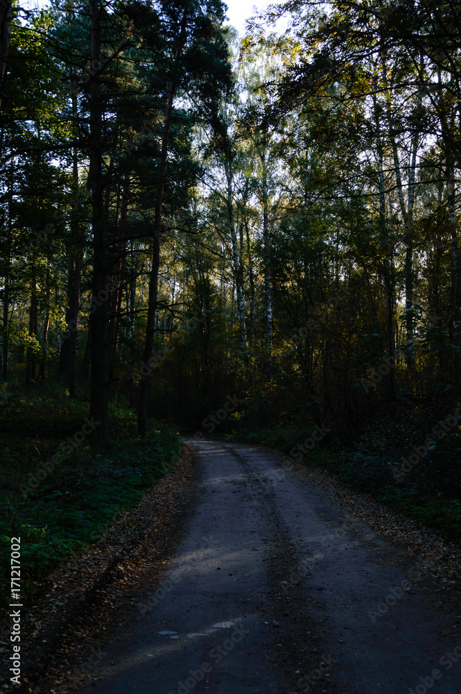 Fototapeta premium country road in forest