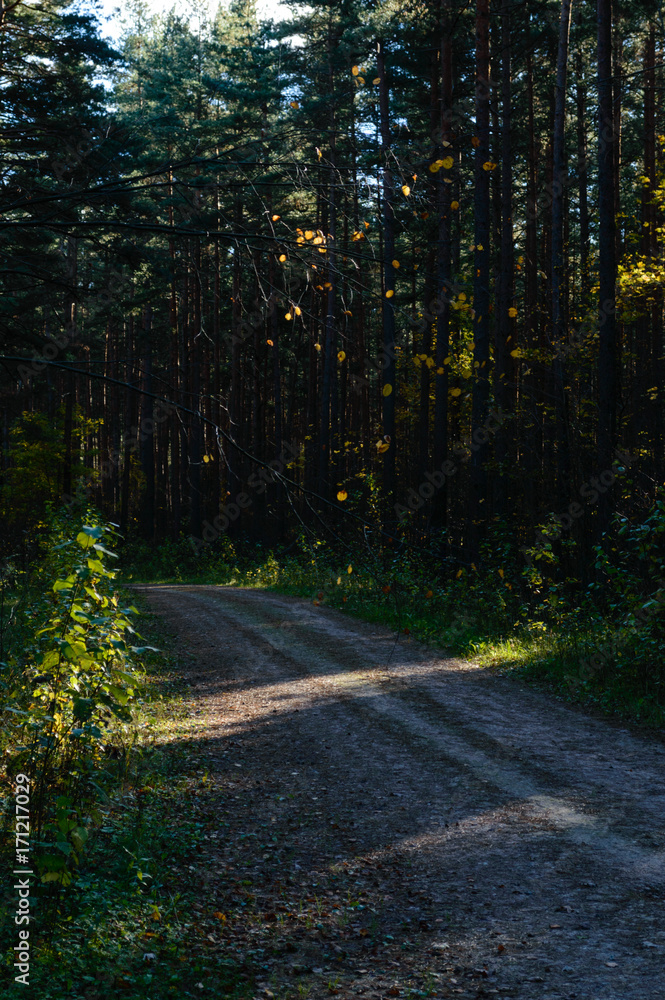 Fototapeta premium country road in forest