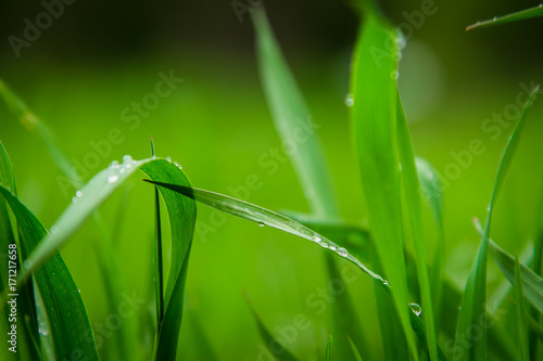 drops of water on a green leaf