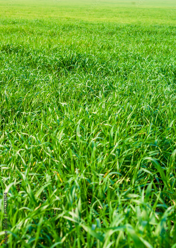 Field of green young wheat. Green grass Field of green young wheat. Green grass