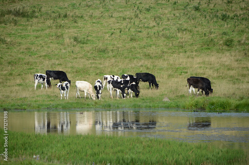 Danish Black and White cattle grazing on a sloped field, mirroring themselves in a pond. © Kim