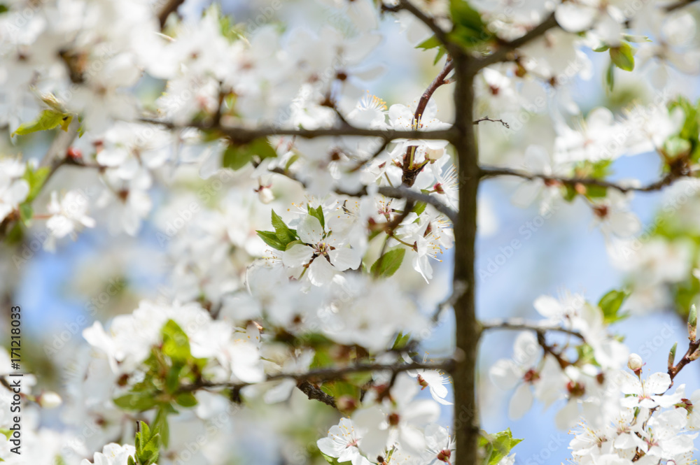 spring white colored leaves in bright sunlight spring white colored leaves in bright sunlight