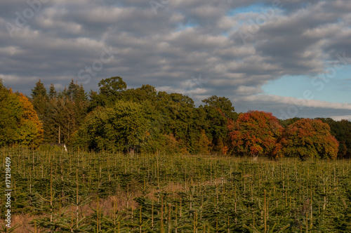 Danish forest and Christmas trees