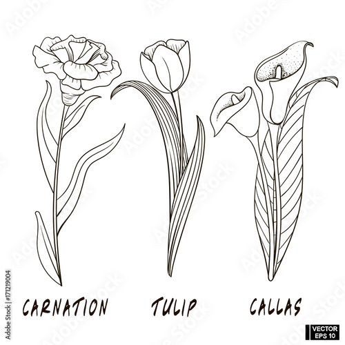 Flowers in style hand drawing.
