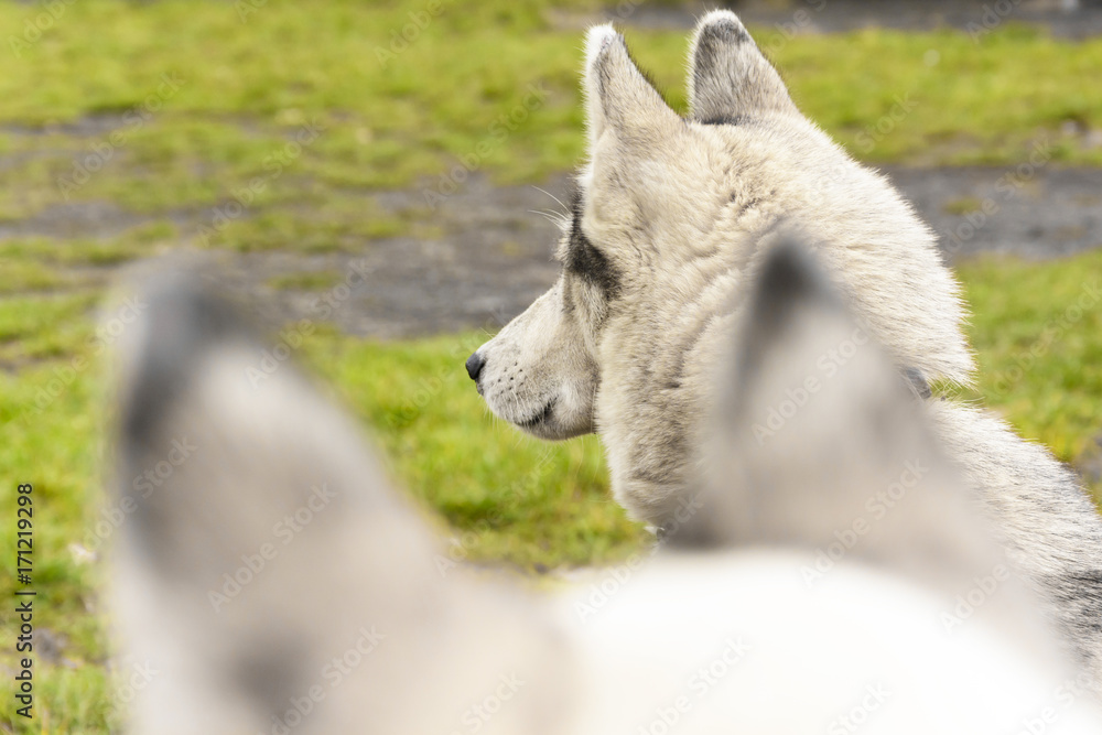 Obraz premium Two siberian huskys lurking on their prey