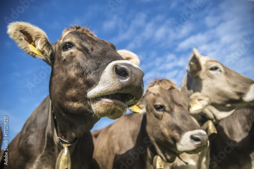 Rinder im Allgäu © S.Kobold