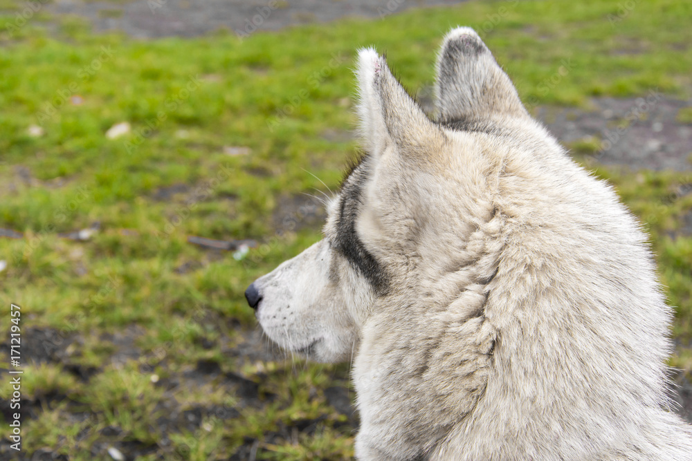 Obraz premium Siberian husky lurking on their prey