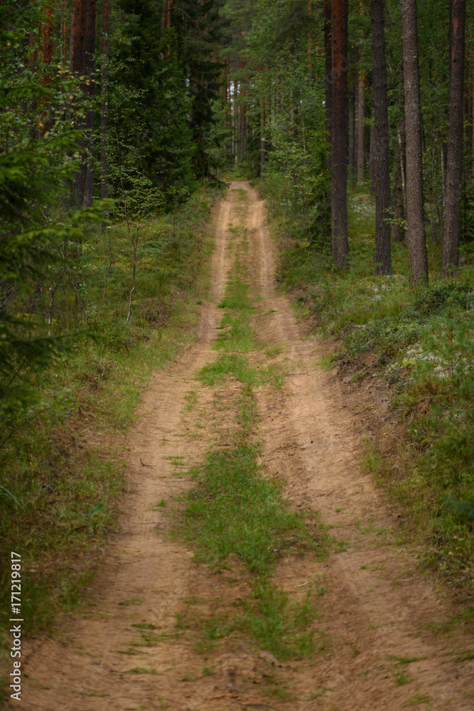 country road in forest