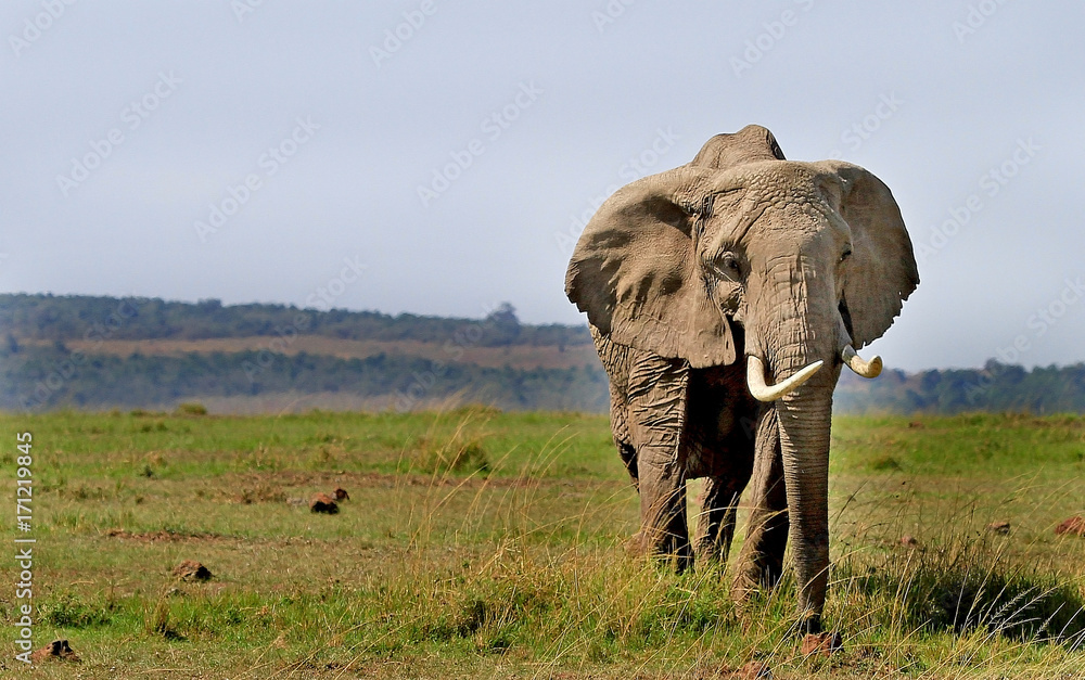 Large Tusker Elephant standing on the open plains of the masai mara, kenya