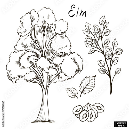 Sketch of an elm photo