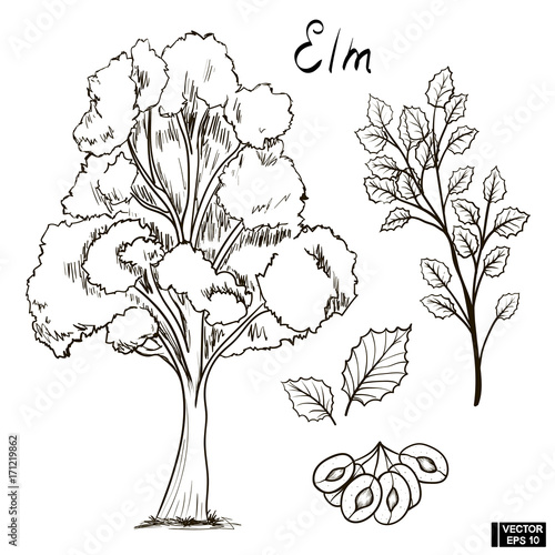 Sketch of an elm
