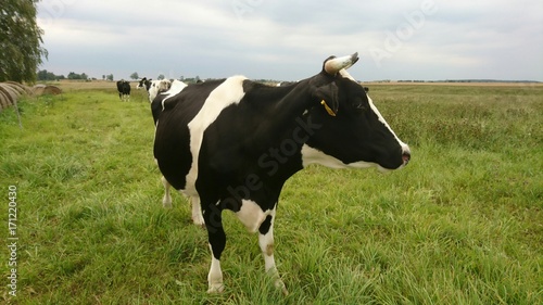 Big cow © virginagus
