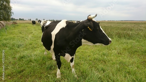Cow black and white