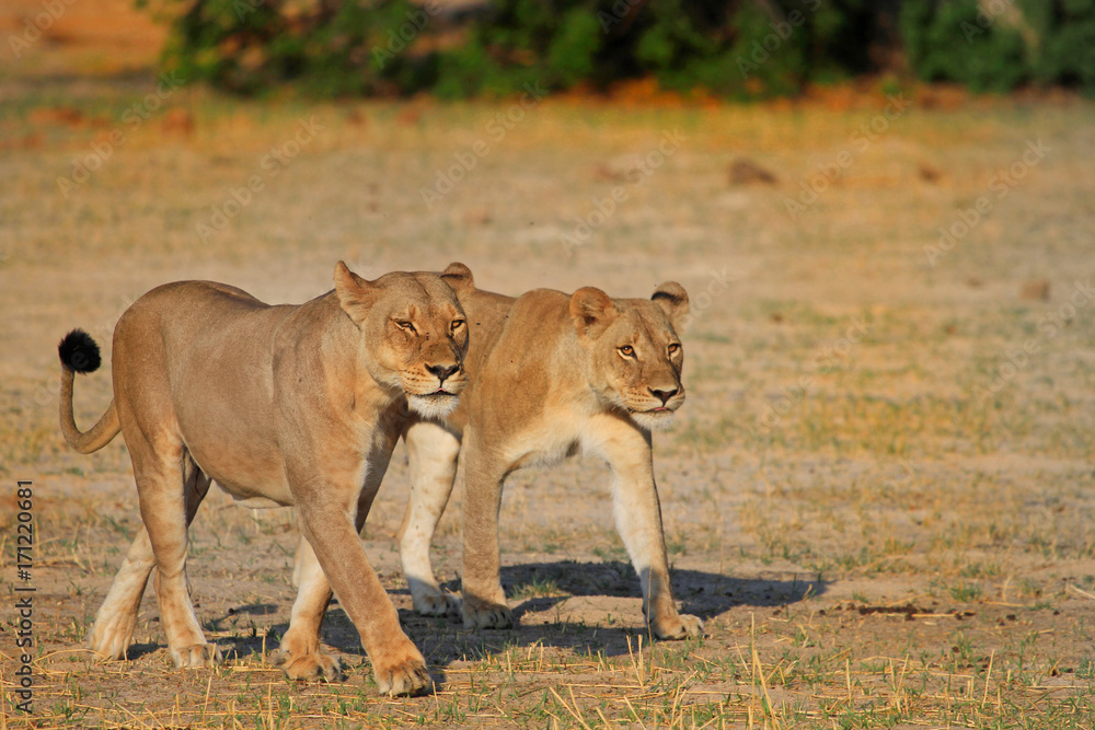 Two Lionesses walking across the plains in Hwange. These were part of Cecil the Lions pride, zimbabwe Two Lionesses walking across the plains in Hwange. These were part of Cecil the Lions pride, zimbabwe