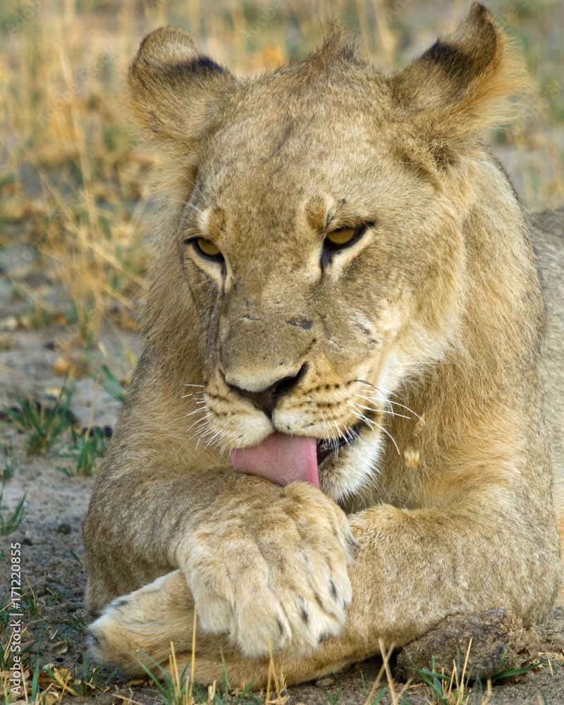 Lioness resting and licking it's paw with tongue on show in Hwange, Zimbabwe Lioness resting and licking it's paw with tongue on show in Hwange, Zimbabwe