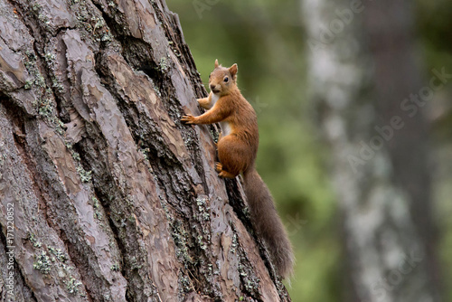 Red Squirrel clinging to side of Caledonian pine tree