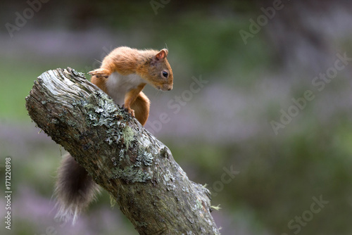 Red Squirrel, perched on tree stump looking downwards