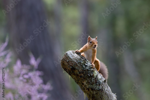 Red Squirrel, Loch an Eilein, perched at top of log with backdrop of purple heather © Karen Miller