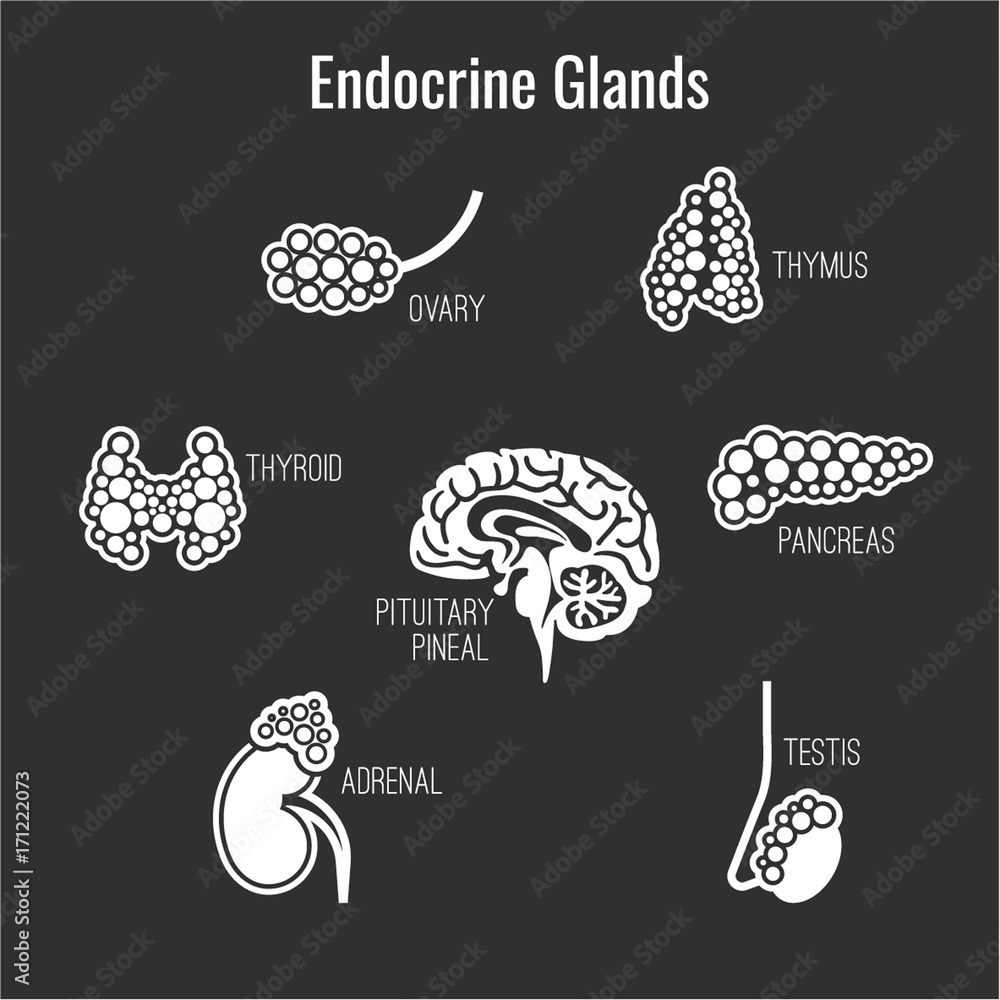 Endocrine Glands Image Stock Vector Biology Diagrams