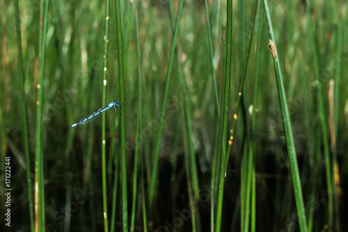 Azure damselfly (coenagrion puella) among green rushes