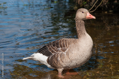 Goose in Denmark